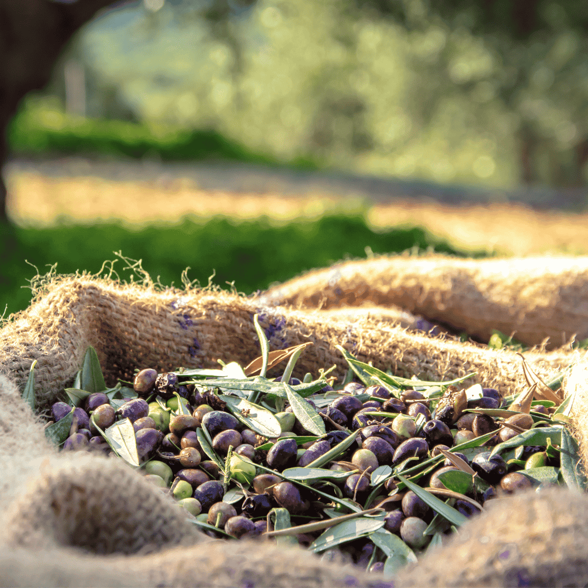Gazzetta del Gusto