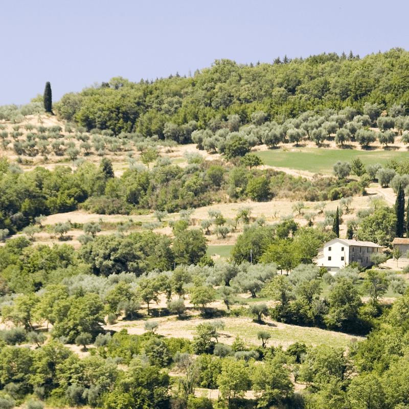 Colline umbre e uliveti